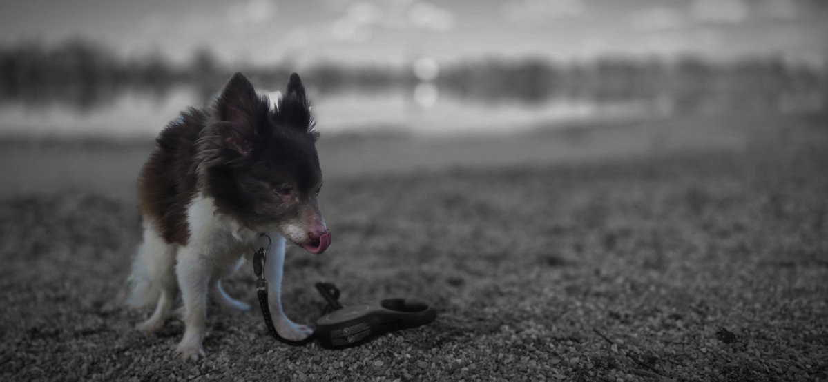 SteveFoxPlays's tweet photo. Whelp today's the day I have to put my dog down... I only have a few hours with him left... :( https://t.co/LNimwbDzrF