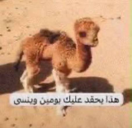 vrxel0l's tweet photo. المجتمع بعد ما ينزل المقطع https://t.co/yYlqh9cFp2