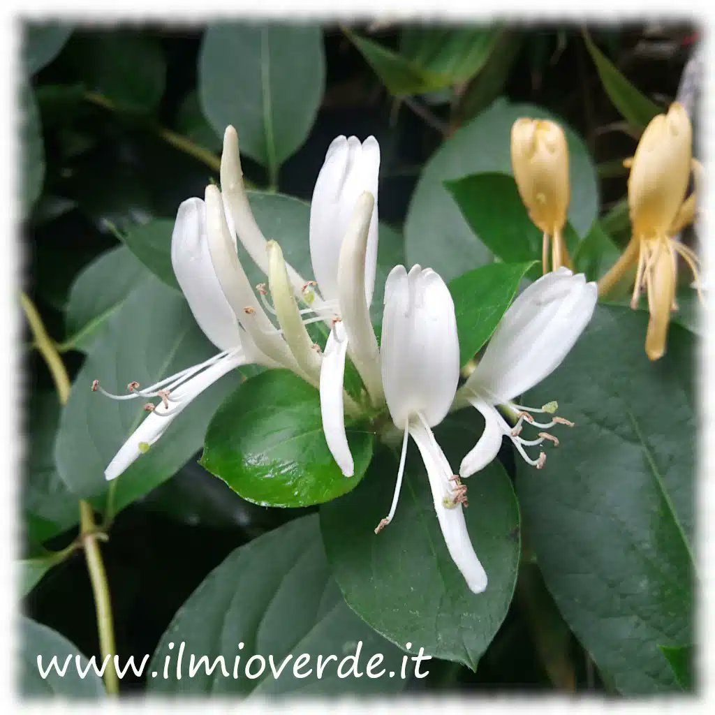 ilmioverde's tweet photo. Lonicera japonica
https://t.co/JDPVEJZNxv https://t.co/gveiB03vnG