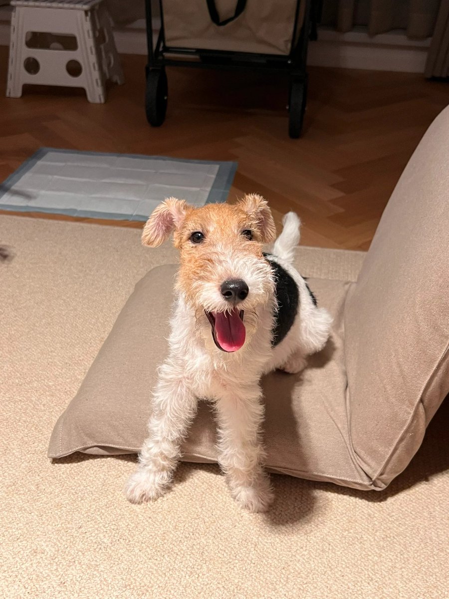 Melissa66899796's tweet photo. Watched our tiny rescue pup grow from wobbly walks to zoomies today—every little win’s the best kind of magic ， https://t.co/E0vjgnaIqi