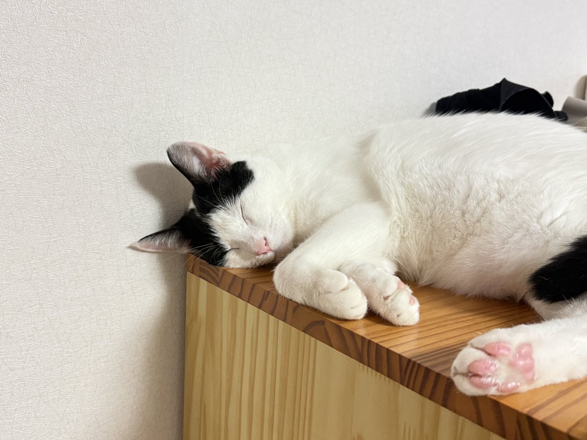 ipeul123's tweet photo. 이 아깽이들 근황....

커다래졋슨! https://t.co/fRYswkjWN7