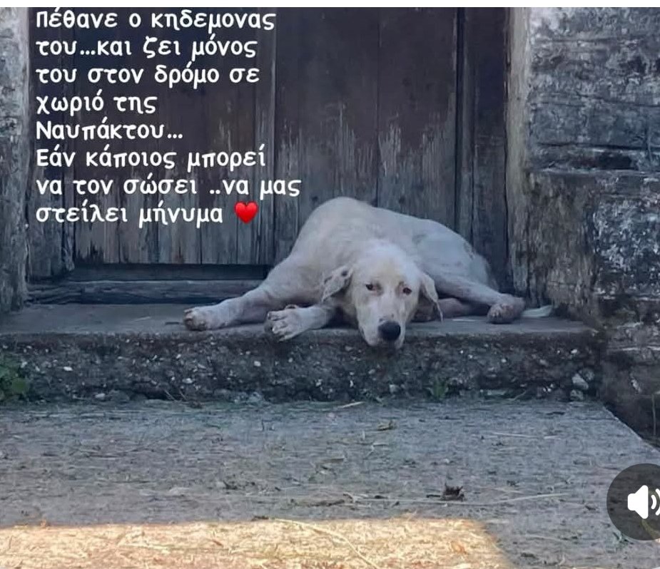Christinalirou2's tweet photo. ‼️🆘‼️🆘‼️🆘‼️🆘‼️
Ναύπακτος
Πέθανε ο κηδεμόνας του κ τριγυριζει έρημος κ μόνος στο χωριο. Κοιτάξτε αυτό το πλάσμα πόσο θλιμμένο είναι. Κοινοποιούμε παιδιά μήπως βρεθεί οικογένεια που θα το αγκαλιάσει κ να νιώσει ότι ανήκει κάπου. Πάμε να του βρούμε ένα σπιτικό. 🏡🐕❤️✌️✌️✌️ https://t.co/UxgHl06wpw