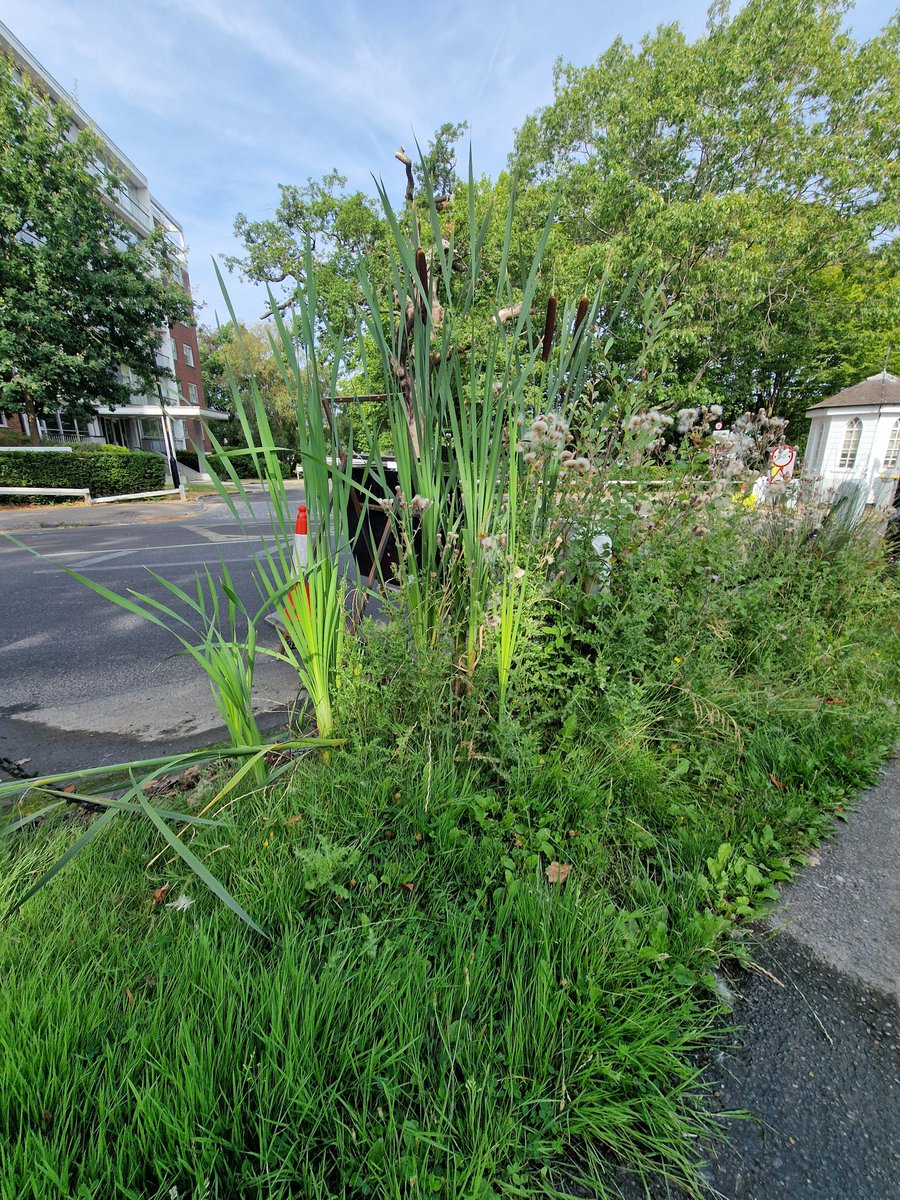 chrisftowers's tweet photo. 🚨 WELCOME TO THE COLLEGE ROAD WETLANDS 🌾🦆
​Why fix a burst main when you can grow an entire nature reserve? The leak on College Road has been running so long we’ve now got 6ft bulrushes and thriving pond wildlife.
​Meanwhile, London is under water-saving alerts. #Dulwich https://t.co/XF9JlsvDel