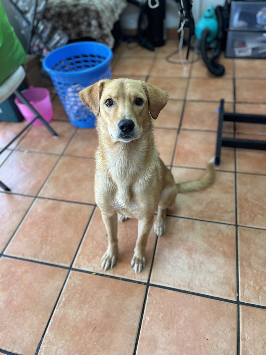 HELA_MORE's tweet photo. Hola! Soy Poppy,un perrito rescatado en busca de una oportunidad.
Tengo 3 años,talla mediana,protocolo completo.

Soy muy cariñoso,sociable y juguetón.
Soy como un labrador pero más pequeño,no pierdas la oportunidad de adoptarme.🤍
Si no me puedes adoptar,entonces ayúdame a compartir para encontrar mi familia.
¿Me ayudas a encontrarla ? 🥺🐾

Estoy en CDMX.
#AdoptaSalvaUnaVida