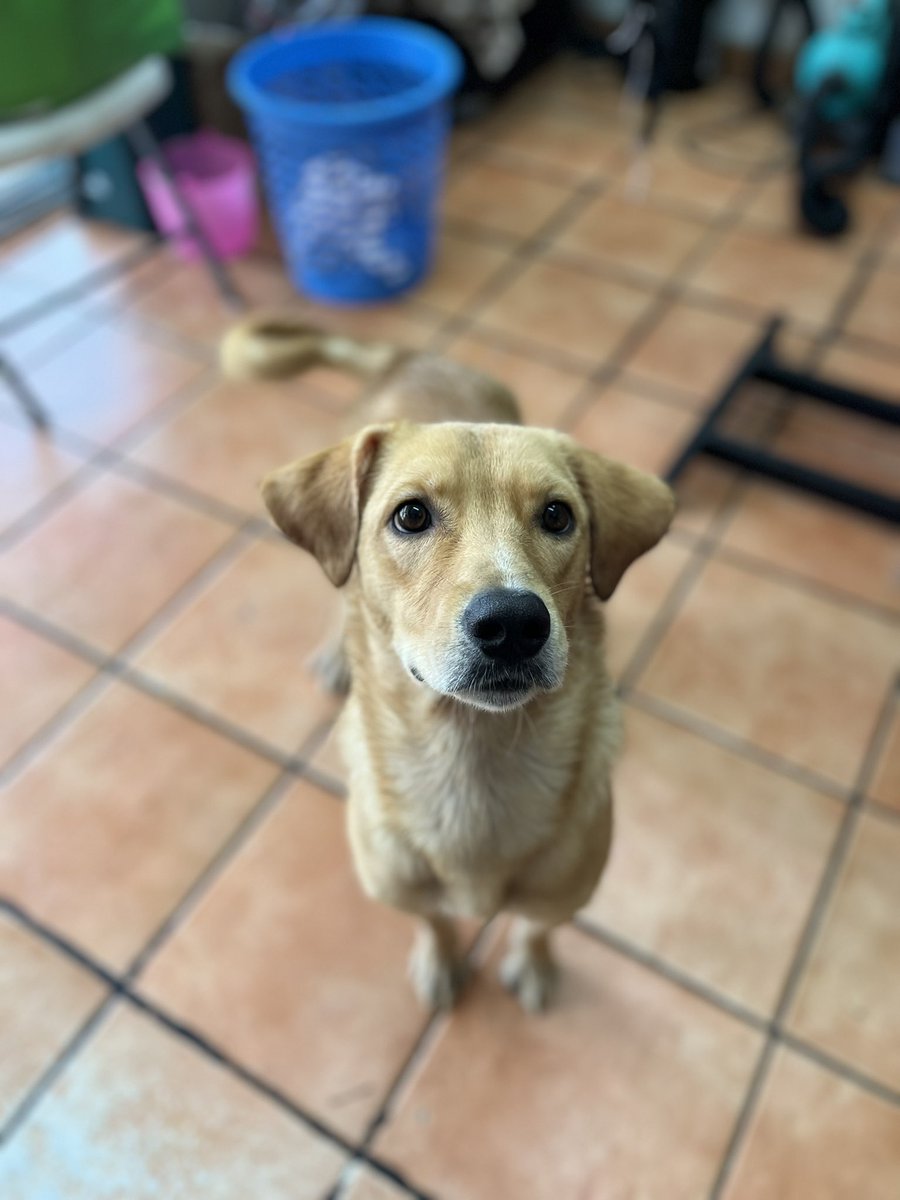 HELA_MORE's tweet photo. Hola! Soy Poppy,un perrito rescatado en busca de una oportunidad.
Tengo 3 años,talla mediana,protocolo completo.

Soy muy cariñoso,sociable y juguetón.
Soy como un labrador pero más pequeño,no pierdas la oportunidad de adoptarme.🤍
Si no me puedes adoptar,entonces ayúdame a compartir para encontrar mi familia.
¿Me ayudas a encontrarla ? 🥺🐾

Estoy en CDMX.
#AdoptaSalvaUnaVida