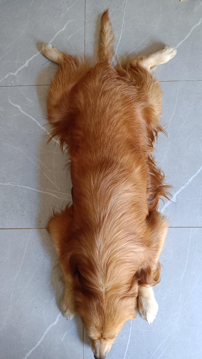 AristideYapi's tweet photo. My pup stayed by my side through a tough work day—warm nose, gentle nudges, and all the lazy snuggles I needed. Best companion ever https://t.co/7d12mvYFOk