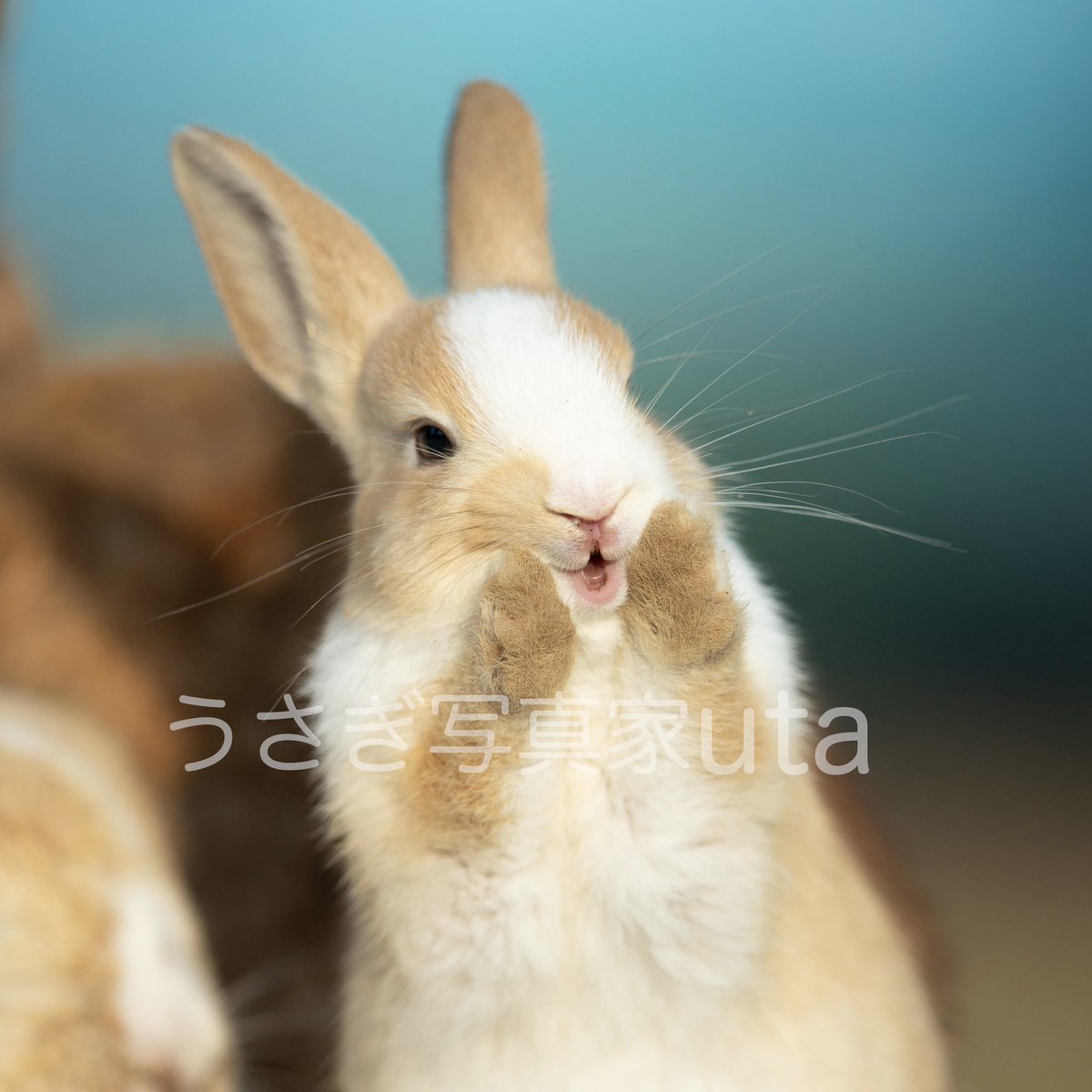 utajima's tweet photo. 今日はバニーの日だよー🐰🐰🐰

#バニーの日 https://t.co/CTB2eHpOql