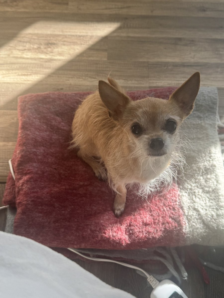 ManduzPandus's tweet photo. This is the make shift bed I’ve made for my dog in the mean time when I am siting on my pc she seems to like it tho so far☺️❤️💜 https://t.co/yZdzLqjHnx