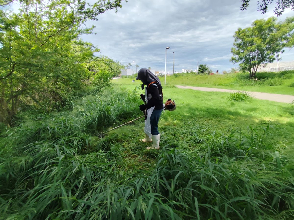 ParqueRiberas's tweet photo. Damos mantenimiento a nuestras áreas verdes con poda de césped.🌿 https://t.co/TaayErKKGv