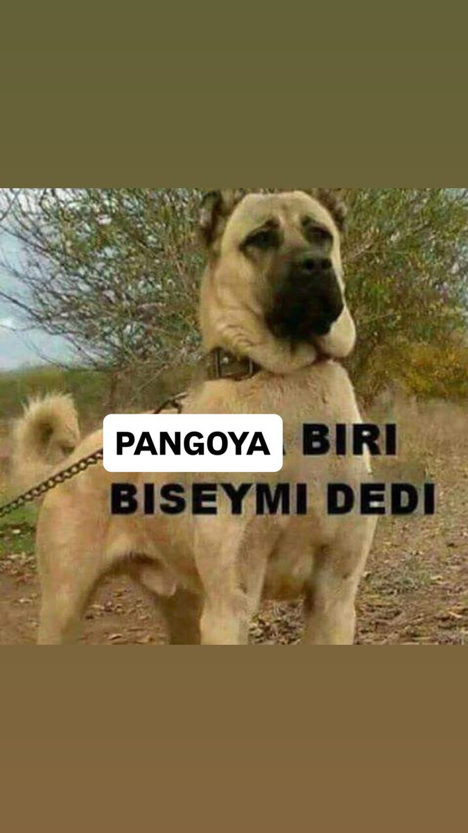betutigg's tweet photo. @nerdeyimsorma https://t.co/GumoOiuwNj