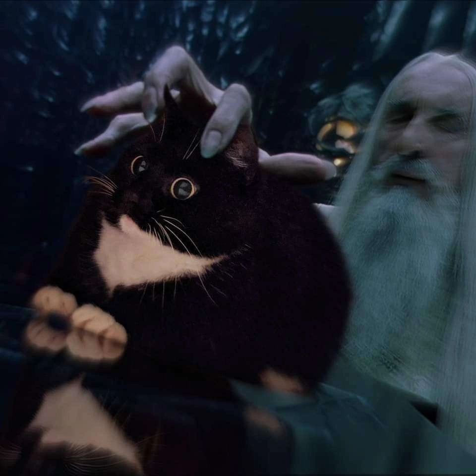 TheLOTRMemes's tweet photo. https://t.co/byOW1sUfXW