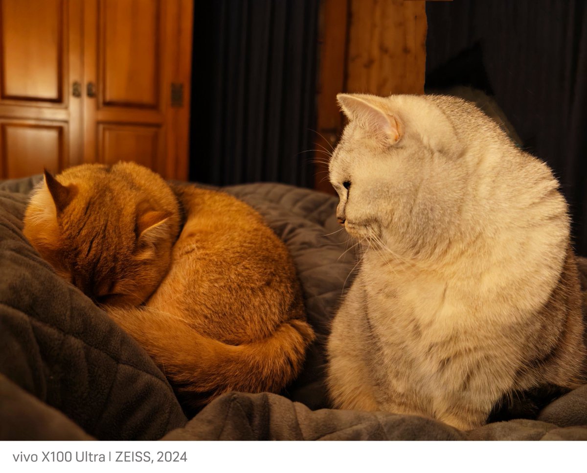 Framali74's tweet photo. Nothing beats coming home to a wagging tail and warm purr. Your fuzzy friend’s waiting for you, always. https://t.co/XTdDezqbpL