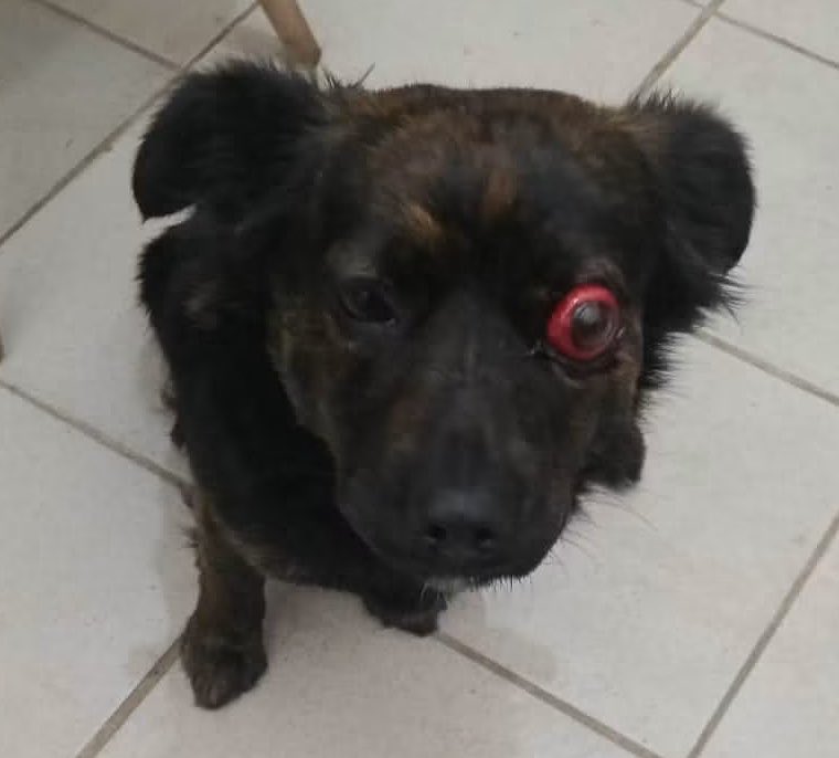 redbicheraof's tweet photo. 🚨 NECESITAMOS UN TRASLADO URGENTE 🚨
🙏necesitamos ayuda ahora. Lloró toda la noche y está sangrando muchísimo. No podemos esperar más, necesitamos es urgente para que pueda recibir atención. 💔🐾
Pasaje 8 M 68, barrio Punta de Rieles, entre Leonardo da Vinci y Aparicio Saravia https://t.co/jWToyyW7GI