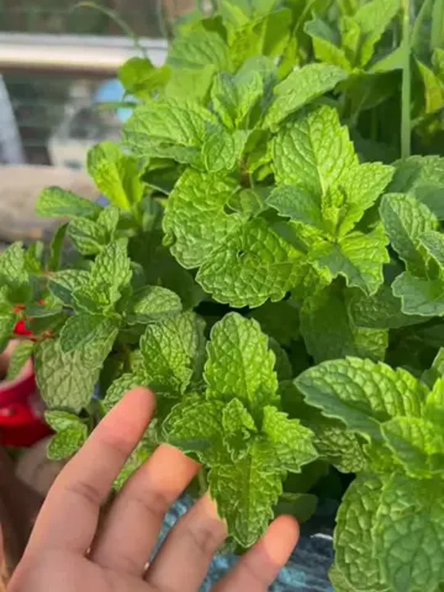 HaseebIdrees5's tweet photo. [My tiny balcony is now a mini herb garden—basil for pasta, mint for iced tea, and suddenly cooking feels way more special. ]， https://t.co/eUjg1slfMc