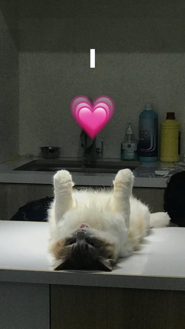 xotilchim's tweet photo. @acaakaduut GEMES BETT ADEEE OEOE AJE SINI KU GENDONGGG https://t.co/KcSC4F8YRH