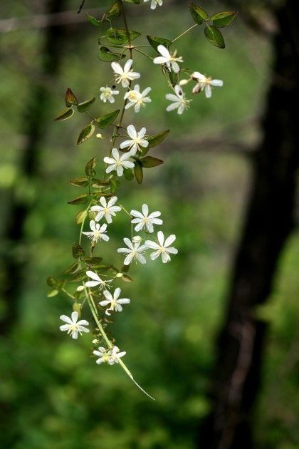 Naturepathway's tweet photo. The image shows a delicate cascading vine of sweet autumn clematis (Clematis terniflora) adorned with small, star-shaped white flowers and slender green leaves. https://t.co/uZ4ilUMHLR