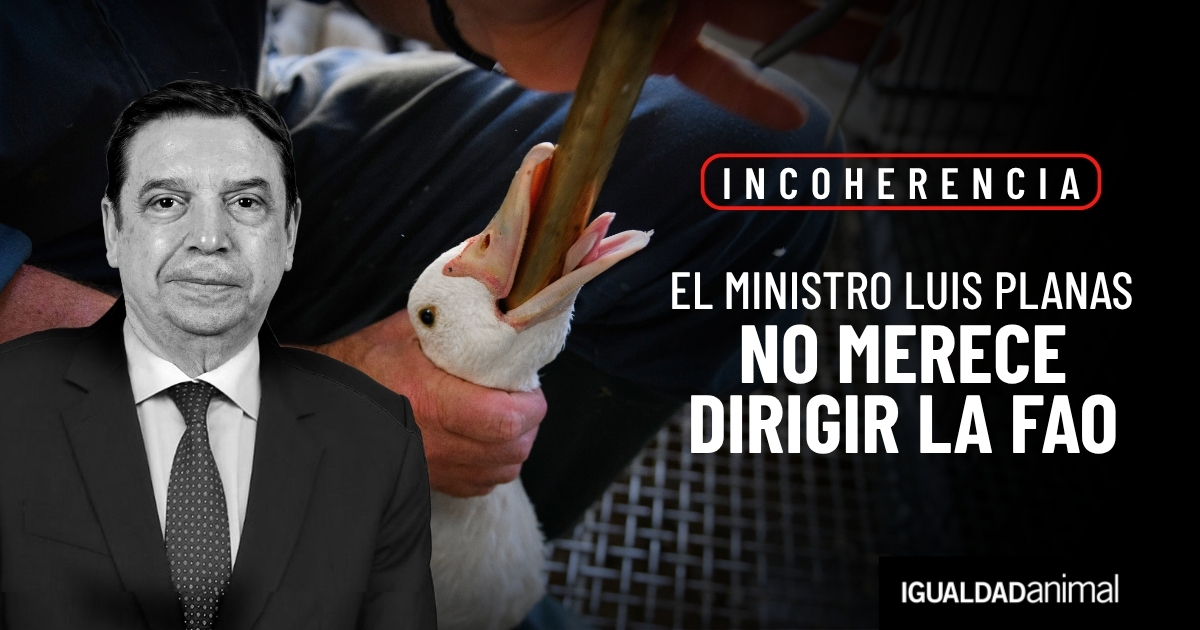 IgualdadAnimal's tweet photo. 🚨 El Gobierno español quiere que Luis Planas dirija la @FAO a partir de 2027.

¿El problema? Es el actual Ministro de Agricultura y lleva años sin proteger a más de un millón de patos y ocas en España.

Dentro hilo con las pruebas 👇🧵 #PlanasNoFAO https://t.co/0bvkIpEvBn