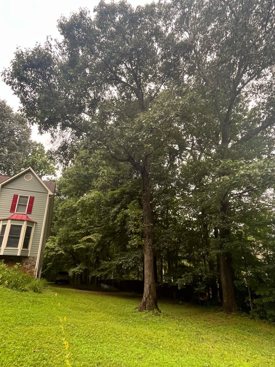 appalachian_of's tweet photo. Before &amp; After — Powder Springs, GA. Massive oak in the front yard. Climbed it, pieced it down branch by branch. All that's left is the stump. Hand-carried out, hauled away same day. (404) 409-9926 #TreeService #PowderSpringsGA #BeforeAndAfter https://t.co/d4FiXJnvzi