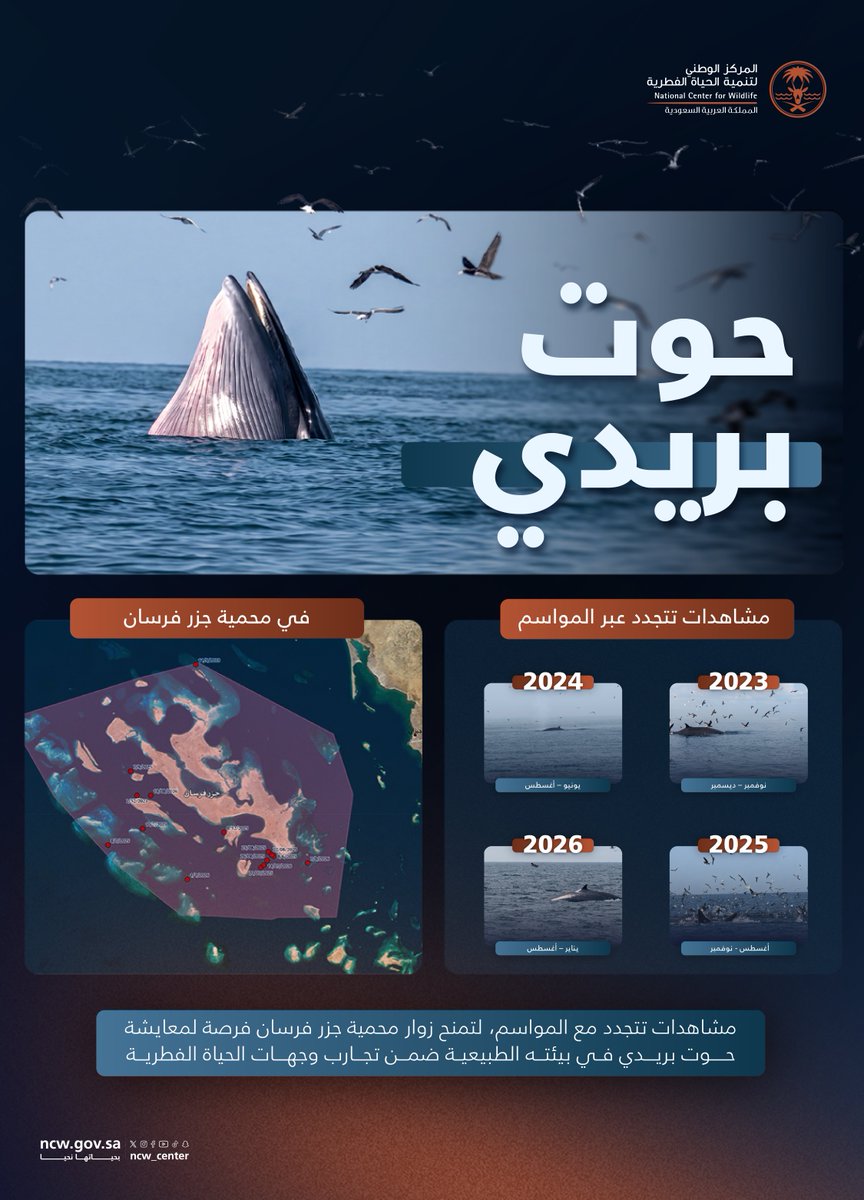 NCW_center's tweet photo. من موسم إلى آخر، تتجدد فرص مشاهدة حوت بريدي في محمية جزر فرسان.. مشاهدات متكررة على مدى أربعة أعوام تضيف إلى تجارب وجهات الحياة الفطرية مشاهد بحرية حية ومتجددة.
#وجهات_الحياة_الفطرية
#بحياتها_نحيا https://t.co/BMwvGOouF6