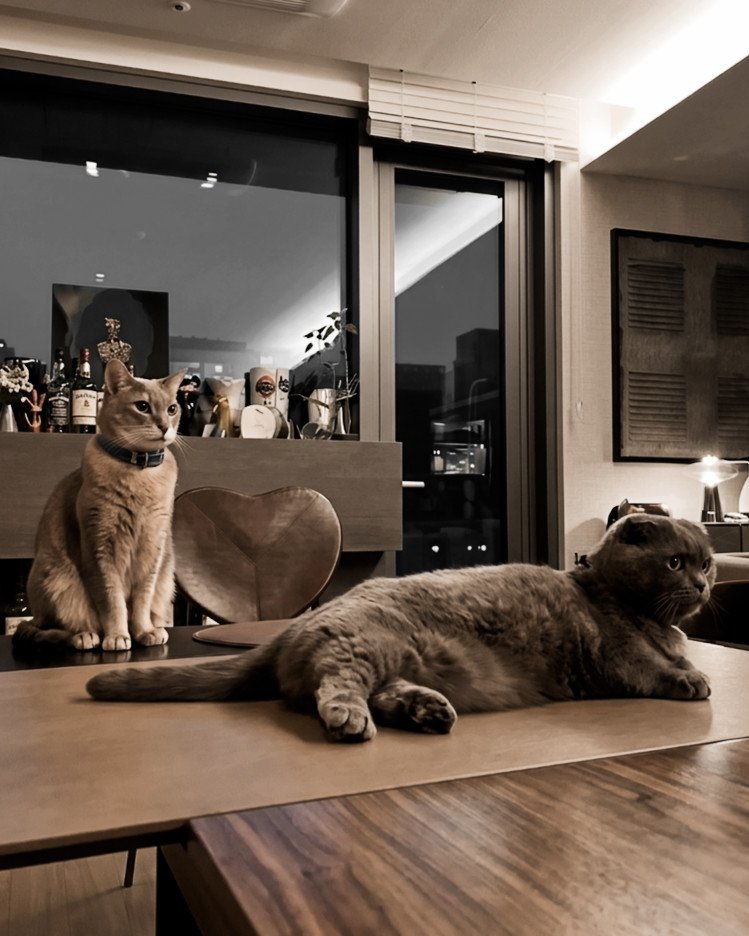 gpowachaosd's tweet photo. ㅤㅤㅤ

Júnior e Daisy, meu gato palito fofinho e minha gata gorda mau humorada!

ㅤ  ㅤ https://t.co/wRQuwDaFrD