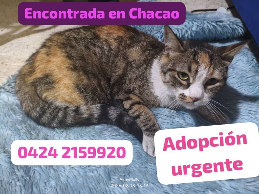 yaracalcagno's tweet photo. Adopta. Salva una vida. Cambia un destino. https://t.co/gxTh19FBdF