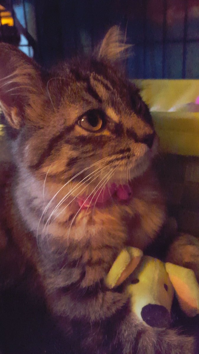 purrsleigh's tweet photo. Happy #ThrowbackThursdays everyone. Here are some photos of me as a wee kitten before I my floof. #cats #CatsOnTwitter #Throwbackmemory #throwbackvibes https://t.co/obXywmQBQh