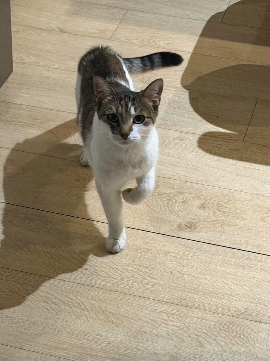 sleal15m's tweet photo. Bueno primero lo llame Rocky, despues de darme cuenta que era hembra, le puse Tamalita, en la mañana que desperte y no la encontraba la busque por Marta, despues misifus, y de camino a la veterinaria Pangea. https://t.co/rIKK1tCFrK