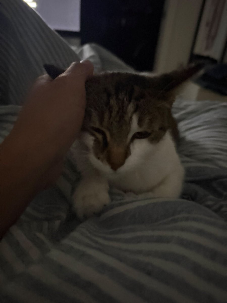 sleal15m's tweet photo. Bueno primero lo llame Rocky, despues de darme cuenta que era hembra, le puse Tamalita, en la mañana que desperte y no la encontraba la busque por Marta, despues misifus, y de camino a la veterinaria Pangea. https://t.co/rIKK1tCFrK