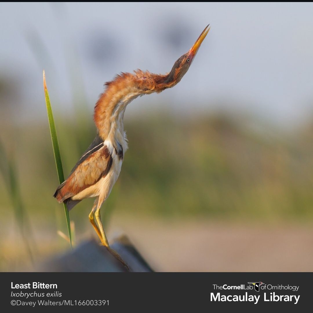 five978's tweet photo. these bittern photos are cracking me up no need to be doing all that https://t.co/71vERq3tfX