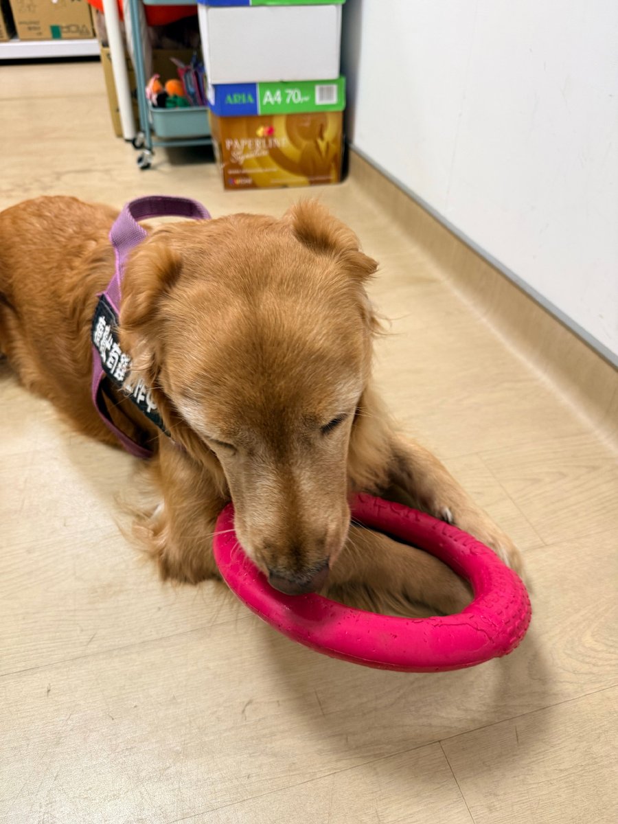 Pjack9827's tweet photo. This little furball just hit its 6-month milestone—watching it go from a tiny squish to a zooming, toy-obsessed chaos gremlin is the sweetest, most messy joy ever.  #PetGrowthPains #DogMomLife https://t.co/owN9c19PM0
