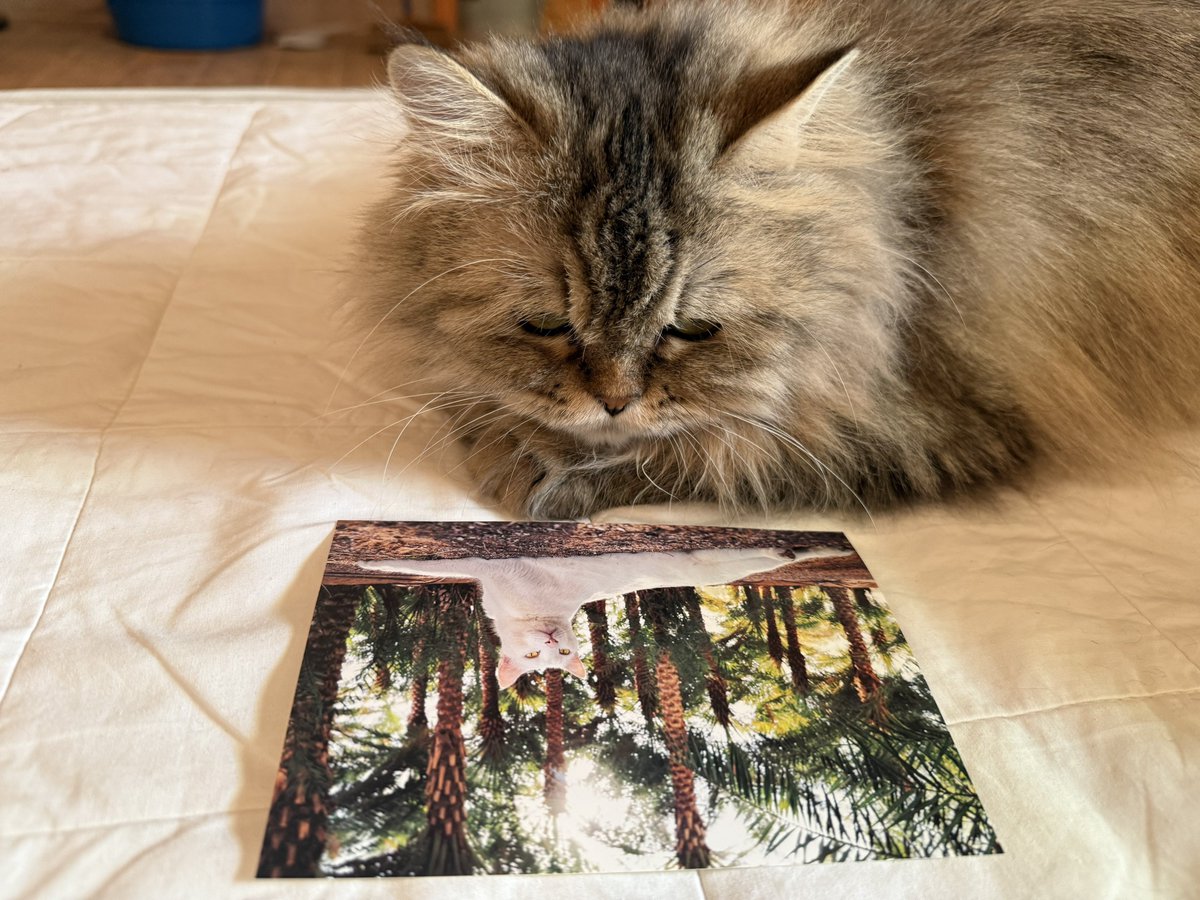 hanamomoact's tweet photo. 書庫大掃除していたら岩合さん撮影のあびさんポストカード出てきた。カメラの前では、普段あんまりやらないようなデーツの木登りやったり、砂漠悠々と歩いて見せたり、すごい役者だった。写真は家族の私が撮るのとはまた違った、二枚目顔したおすましあびさん。モコさんは多分この頃まだこの世に存在してなかったと思うヨ。