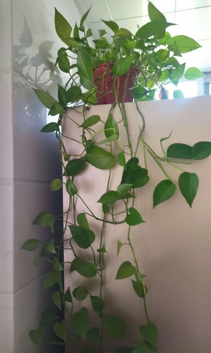 AlamJJR's tweet photo. Pro tip for your pothos! Let the top 2 inches of soil dry out between waterings, and keep it in bright indirect light for lush, trailing growth https://t.co/UsAySqK3L0