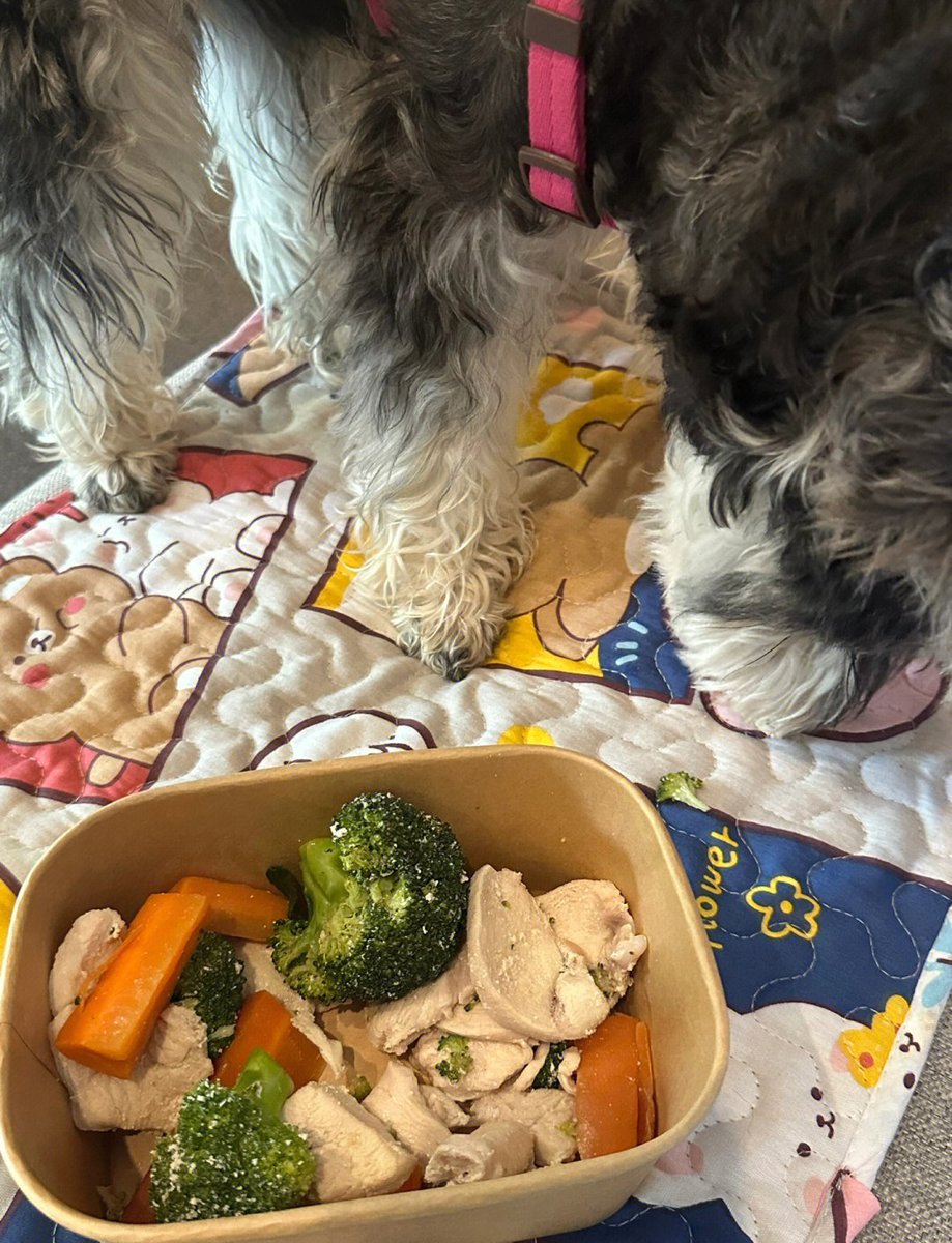 MamieGusewnux's tweet photo. First time my fur baby tried solid food u0026 totally stole my heart  Every messy bite is a step towards our favorite adventures together! #PetGrowth， https://t.co/s7rPghvbpH