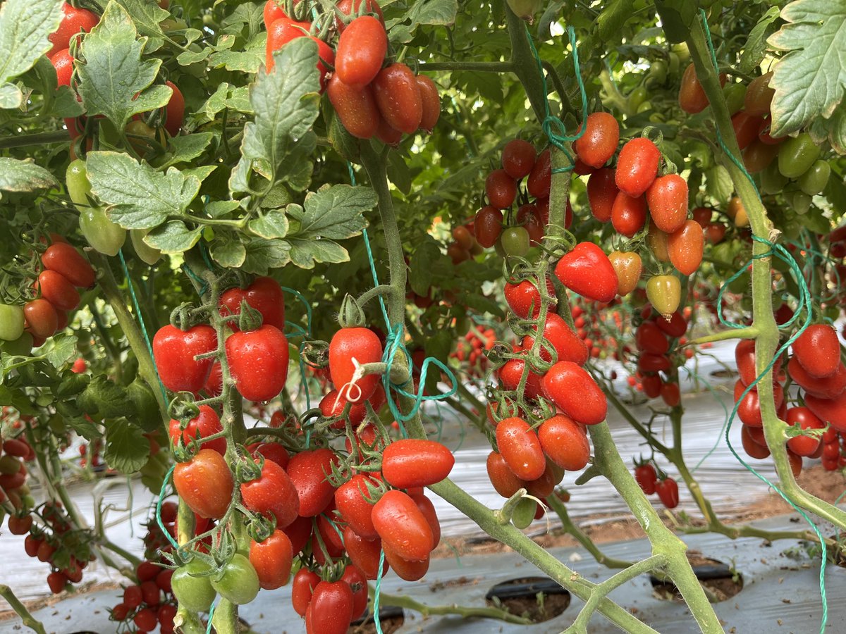 Bshawt2's tweet photo. [Just tried the new organic cherry tomatoes from local farm! Burst with sweet juice, no weird aftertaste—perfect for summer salads.  #FreshFood #FarmToTable]， https://t.co/bhiOpl7X3i