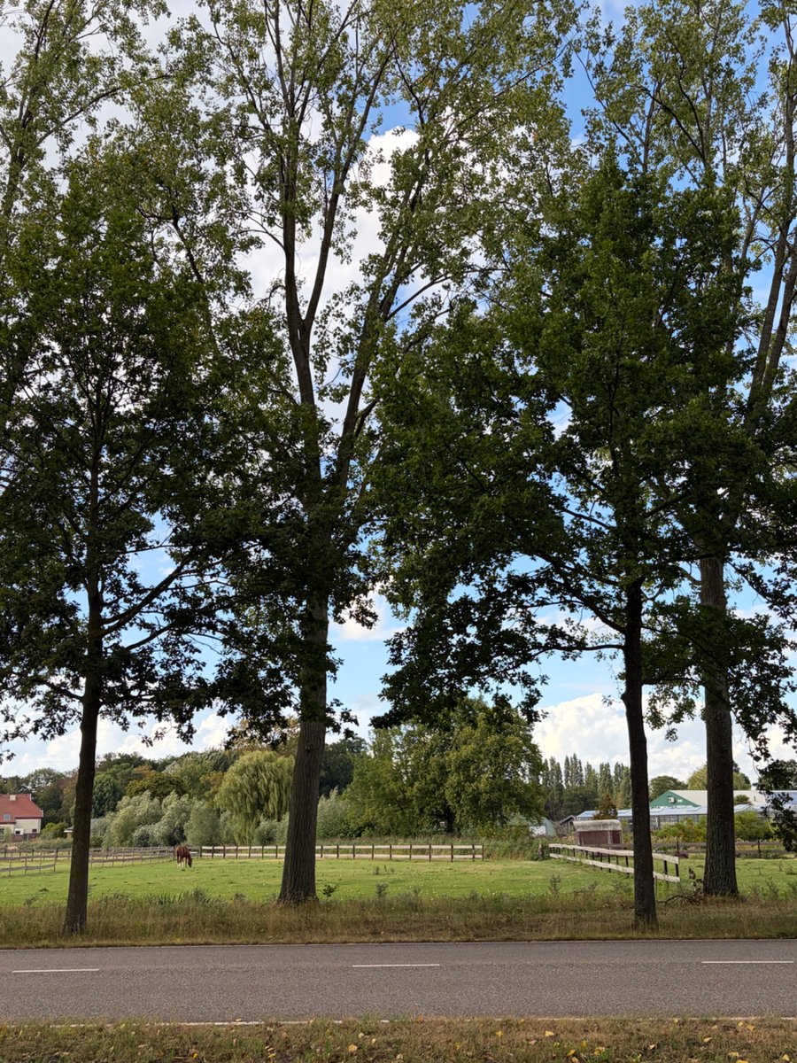 fieryyshoes's tweet photo. saw some horses on my walk today https://t.co/CjldZjf2ww