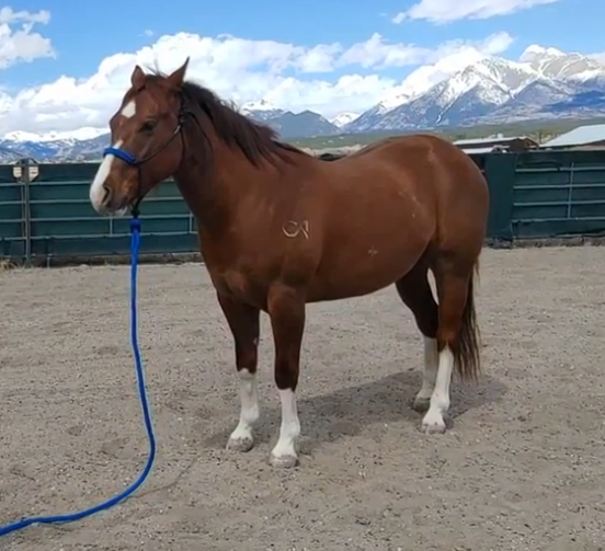Quiet80767437's tweet photo. welcome to boundary break where we take the camera out of bounds in all your favorite games today is horse race tests https://t.co/fIiHZkUbZk