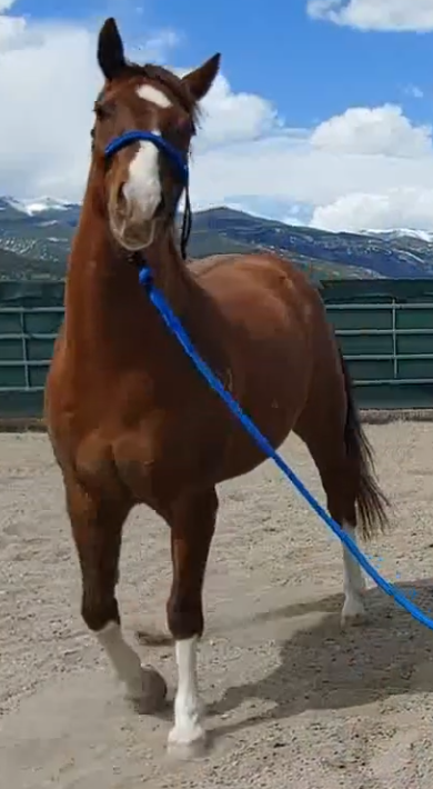 Quiet80767437's tweet photo. welcome to boundary break where we take the camera out of bounds in all your favorite games today is horse race tests https://t.co/fIiHZkUbZk