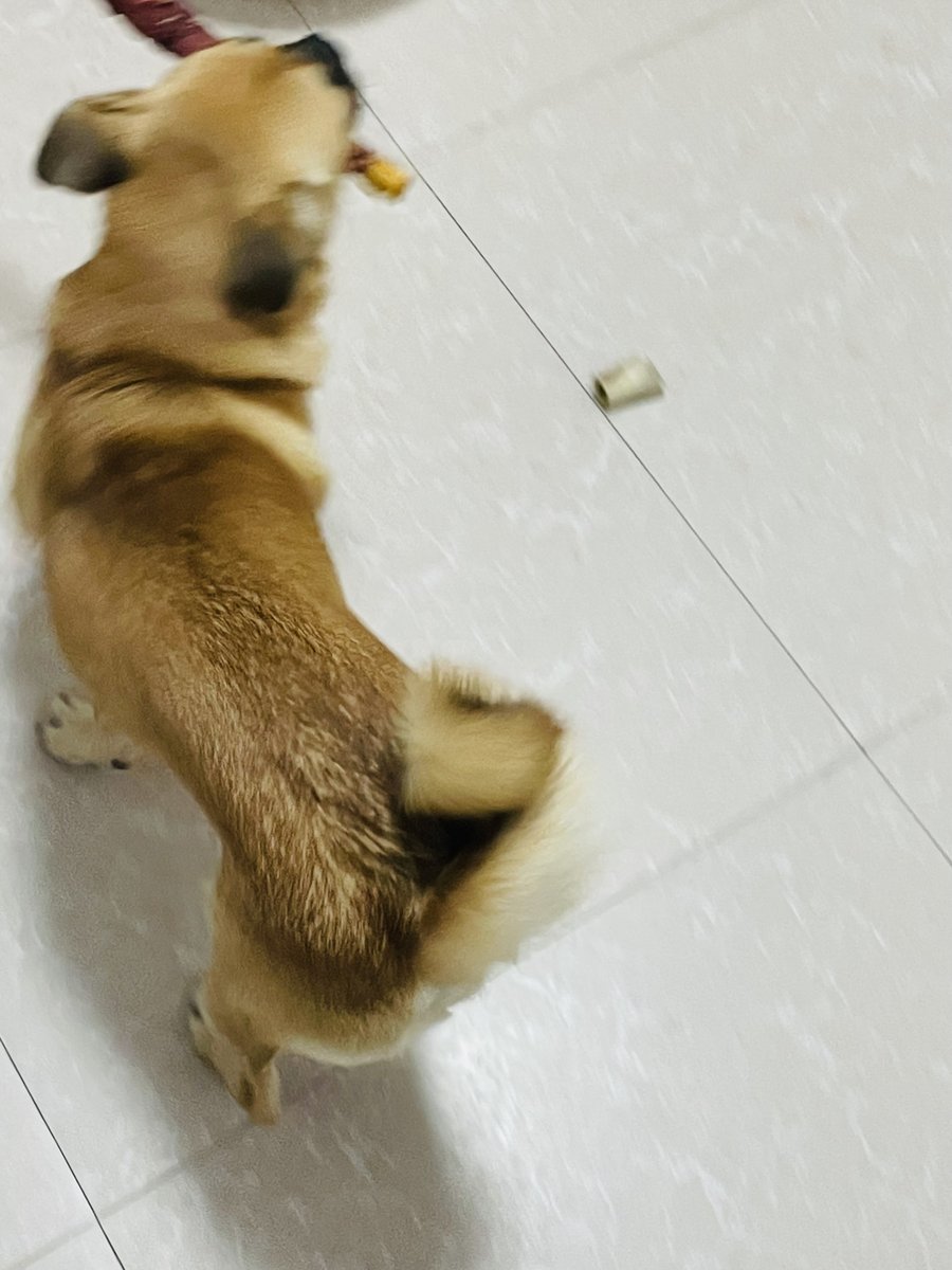 prabu17287589's tweet photo. Adorable update: My rescue pup Luna just mastered her first "sit"! From wobbly newbie to snack-obsessed pro in 3 months ， https://t.co/UmiQHSgkqk