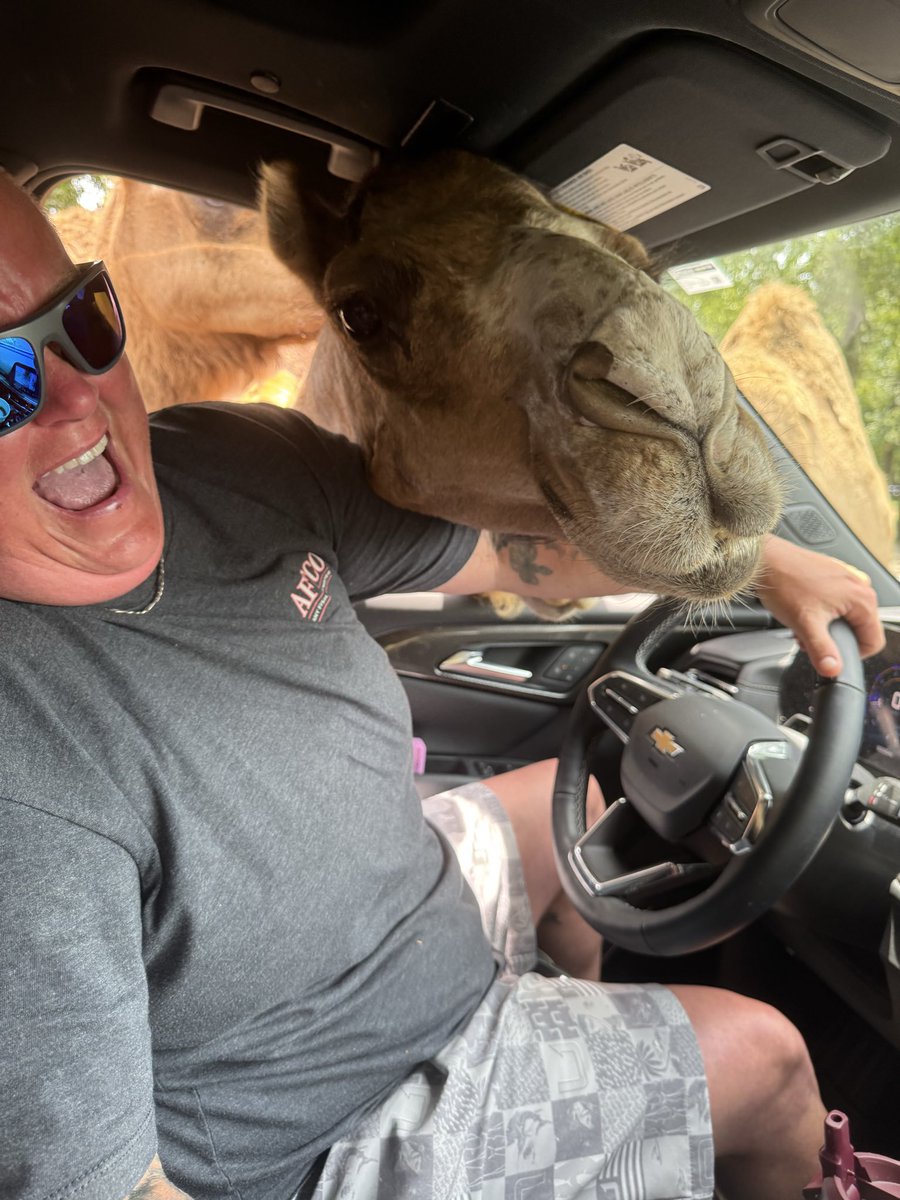 Yopeanutthegm's tweet photo. @CHASMIL75801620 Happened to us too but with a camel https://t.co/AVjUVSgVtv