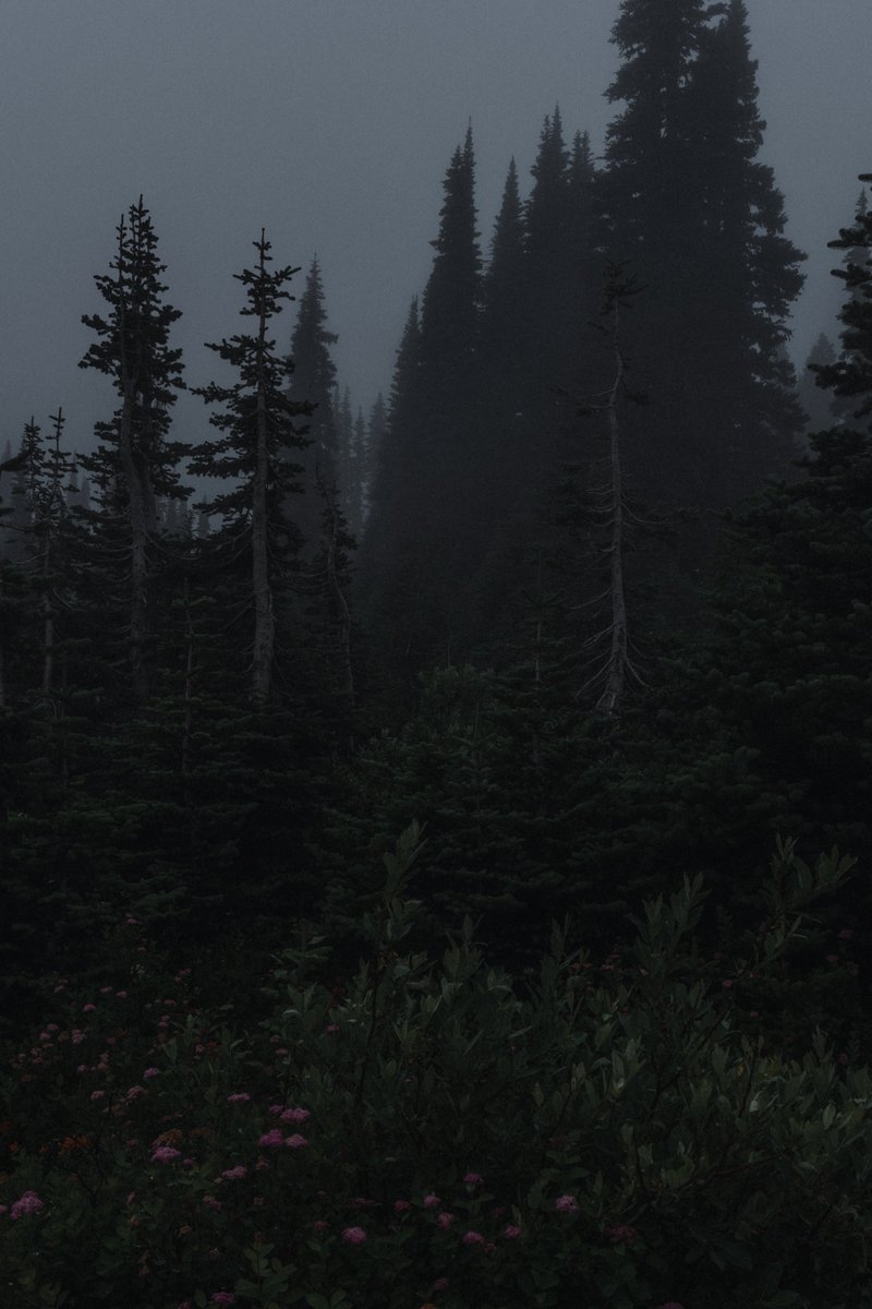 blodgrevinnen's tweet photo. haunted https://t.co/ZGWQBpMUwQ