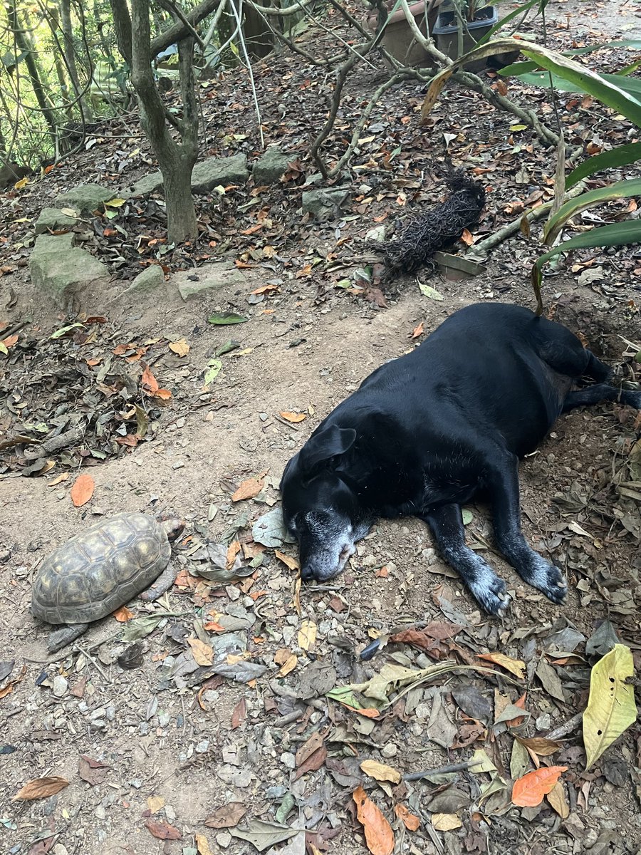 BiologoRangel's tweet photo. Tempo quente e seco… Preta resolveu cavar um pouco e se deitar sobre a terra fresca, ao lado da minha jabuti Judith. https://t.co/SIaOYhylU0