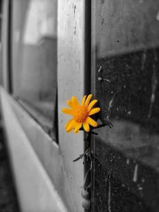 haneen282's tweet photo. #وش_في_خاطرك_الان

#بوح_الخاطر 

#فضفضه_مشاعر 

هذه ليست أفضل أيامي ، لكنني أعيشها يارب على يقين تام بك أنك تراني كما لا أحد يراني ، وأسعى في سبيل أن أجد في نهاية المطاف ما تجبر به خاطري ، وأن تمنحني عطفك الذي يغنيني عن العالمين أجمع يااارب العالمين .. 

🥀🥀 https://t.co/6fQrKhYIjM