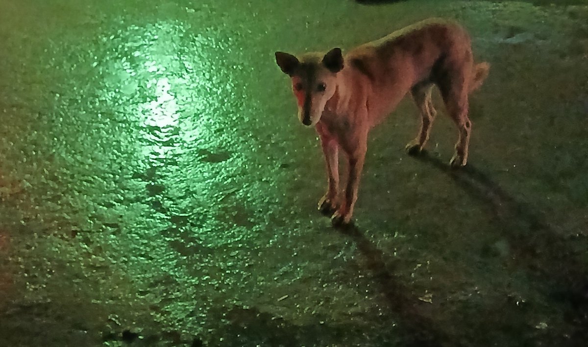 kotoriegg's tweet photo. She is waiting for food in the rain. https://t.co/6YgAPaArhf