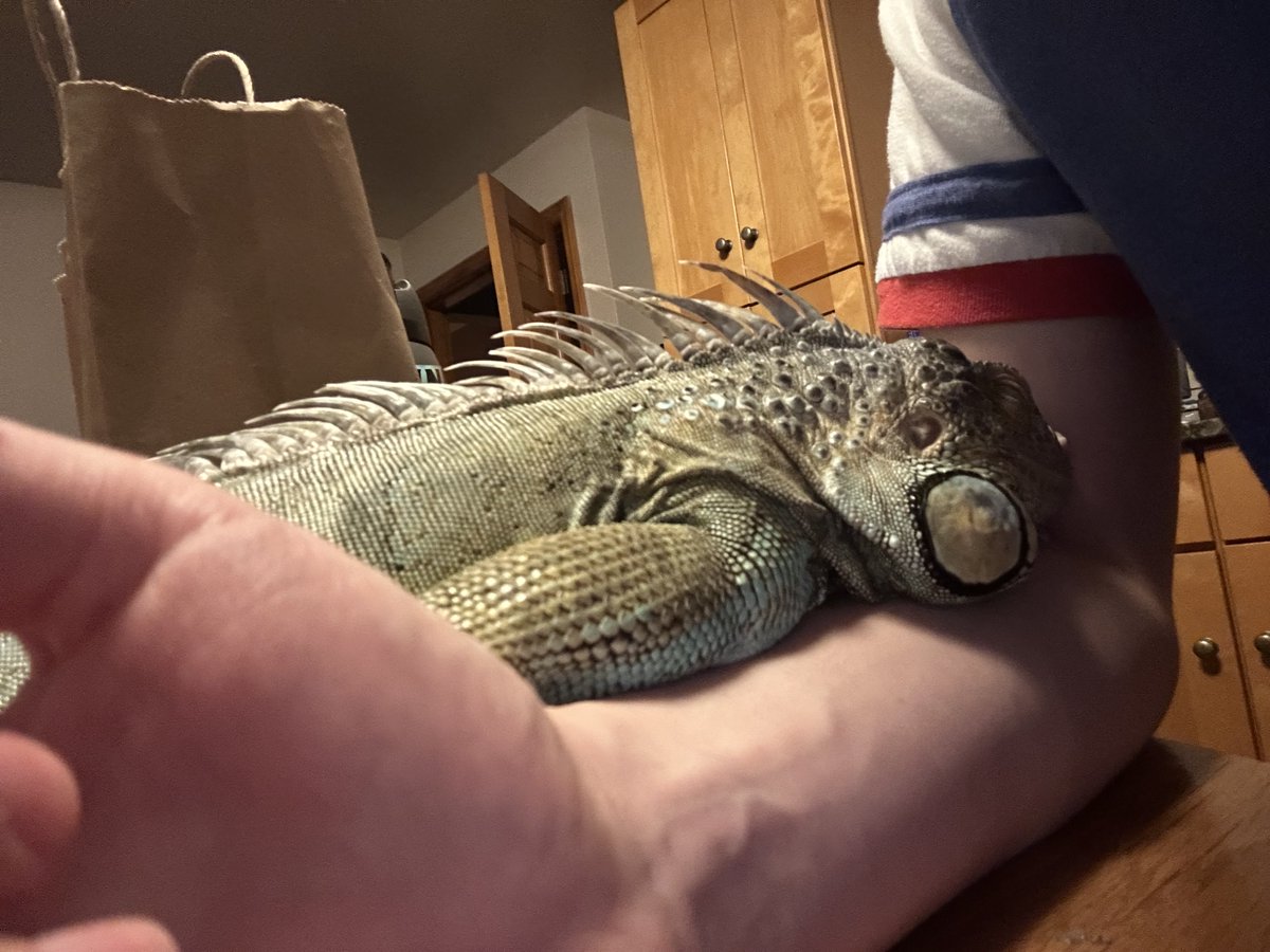 zandercantread's tweet photo. He climbed onto the table to fall asleep on my arm 🥺 
#iguana https://t.co/NOdiyLprB7