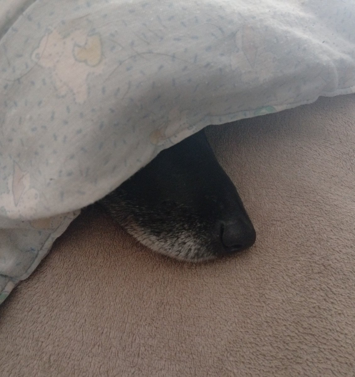 AltaFachaUy's tweet photo. Alguien se toma muy a pecho esto de "pasar el invierno". 🤭🤭
#Pipa https://t.co/g2lh350OW8
