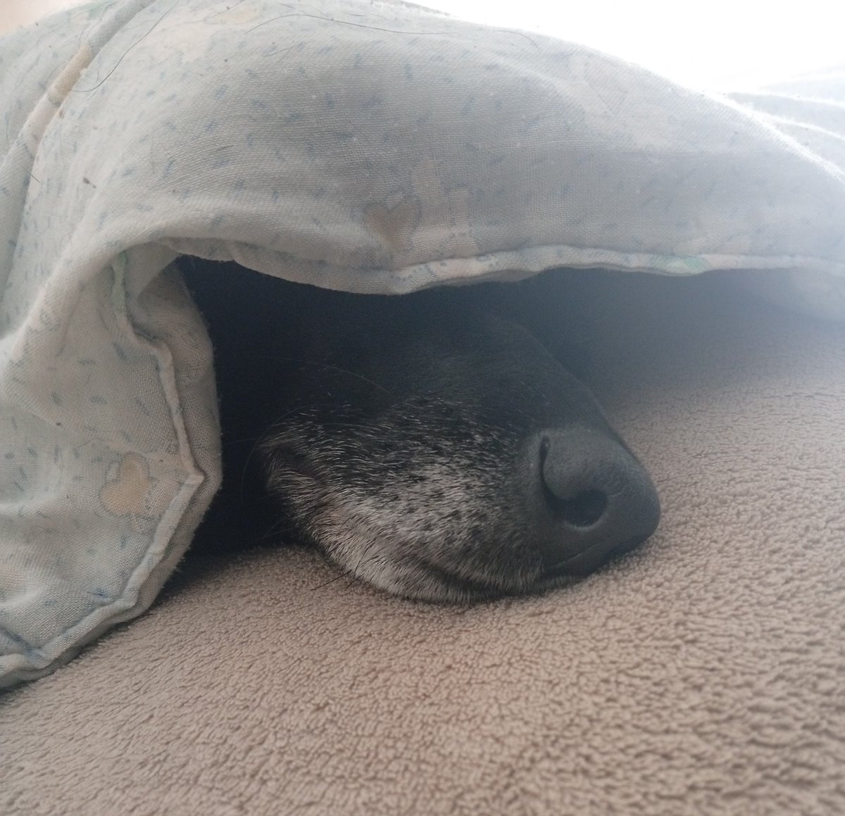 AltaFachaUy's tweet photo. Alguien se toma muy a pecho esto de "pasar el invierno". 🤭🤭
#Pipa https://t.co/g2lh350OW8