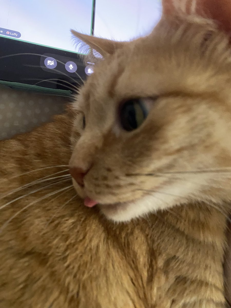 Scardeybugalien's tweet photo. @_0000alisa Omg do u think beef/chicken tendy would like Mrs Jefferson (she also likes chewing things like flesh and cardboard) https://t.co/1jZok4jdml