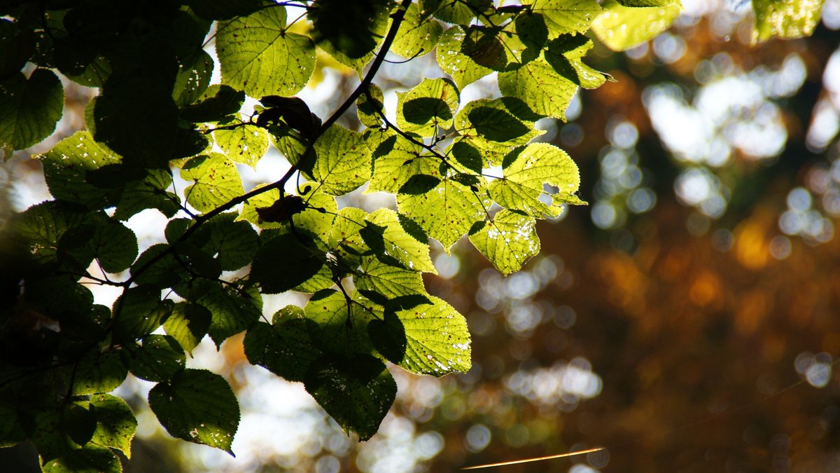 Samious72267's tweet photo. New to photography Start with natural light u0026 basic composition rules—no fancy gear needed! Great shots come from practice, not expensive cameras. https://t.co/vrH0FOZUWU