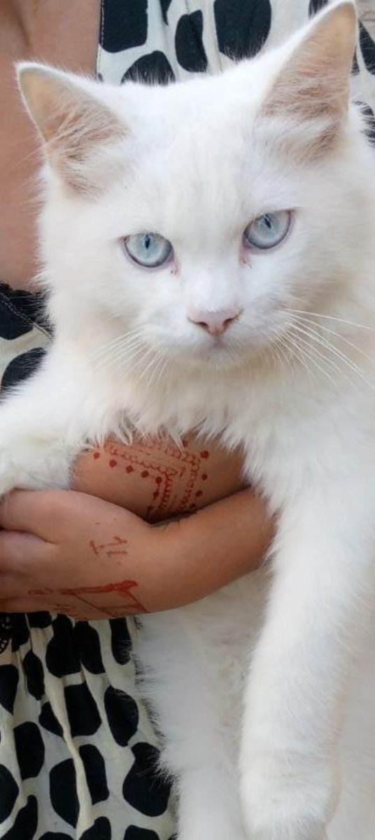 Qudooyno9's tweet photo. post = "Ice Queen π\nEyes that could freeze the sun πΌπ\n@DailyPupppk\n#whitecat #blueeyes #cute #originalcat"
comment = "Kya ye aankhein real lagti hain? ππ"
reply = "Thanks π₯Ήπ She's a queen" https://t.co/grYHnYj9LT