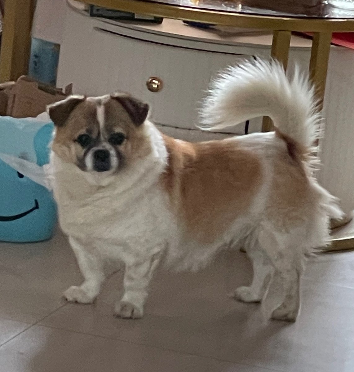 ArshadRanna's tweet photo. Shoutout to my fluffy pup Luna—she went from a wobbly little newborn who could barely hold her head up to zooming around the backyard like a tiny tornado in just 6 months! Seeing her grow feels like watching the best magic happen https://t.co/njjwWbUjZg